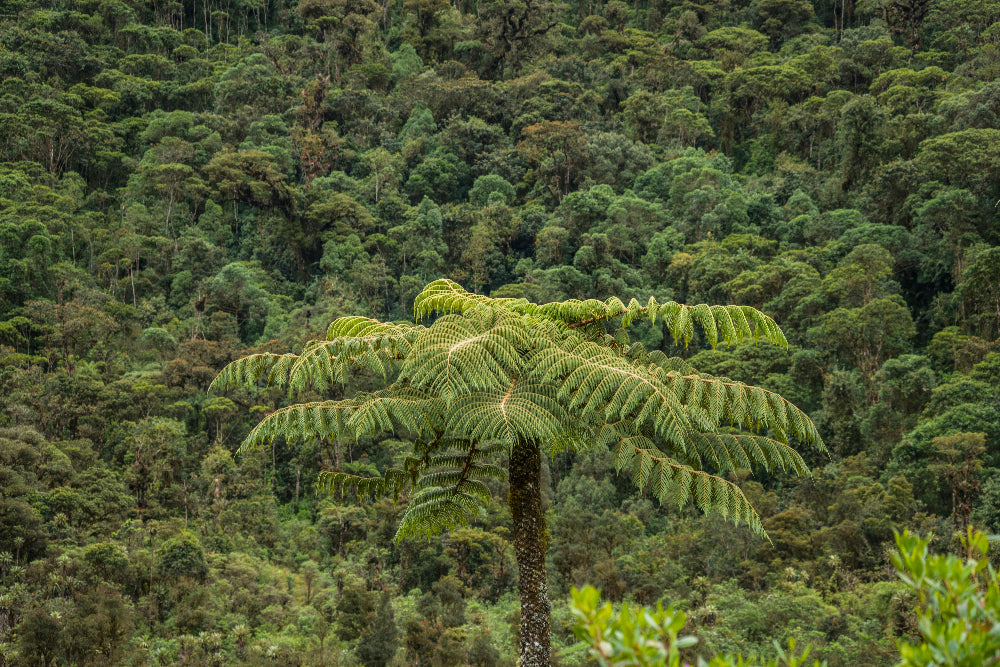 A tall fern tree stands prominently in the center of a lush green forest, surrounded by dense foliage.