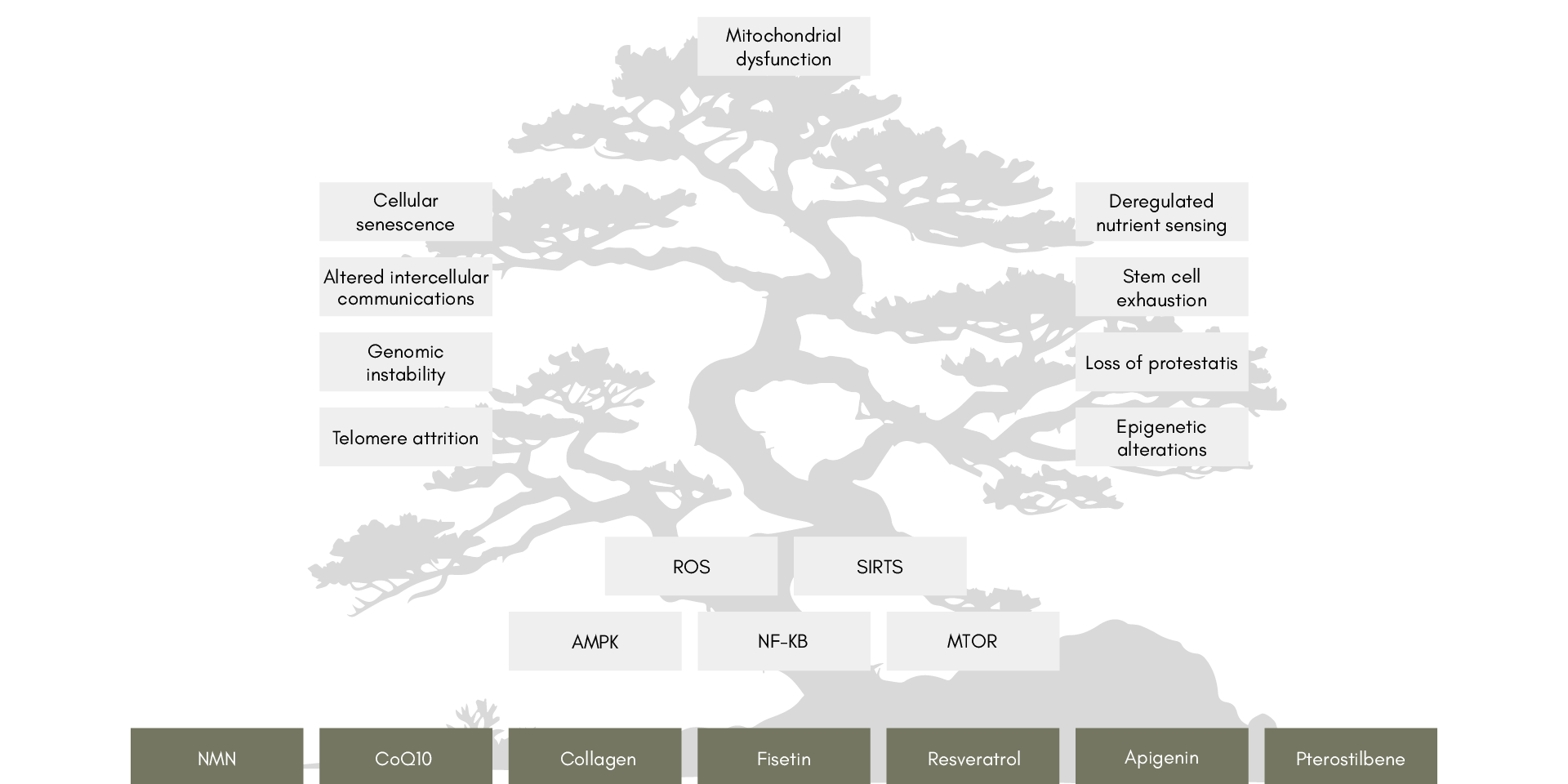 A graphic of MyLongevityLife tree