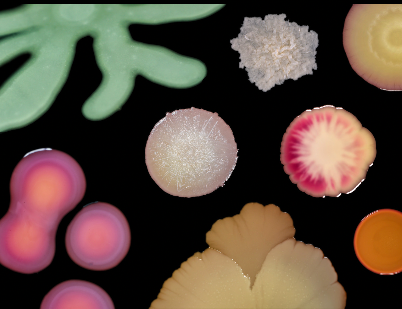 Microscopic close up of different colourful microorganisms, in different sizes and shapes. 