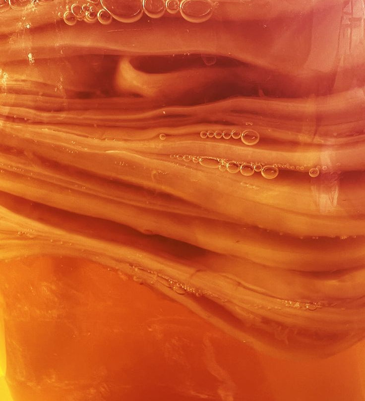 Close-up of a healthy kombucha SCOBY with visible fermentation bubbles.