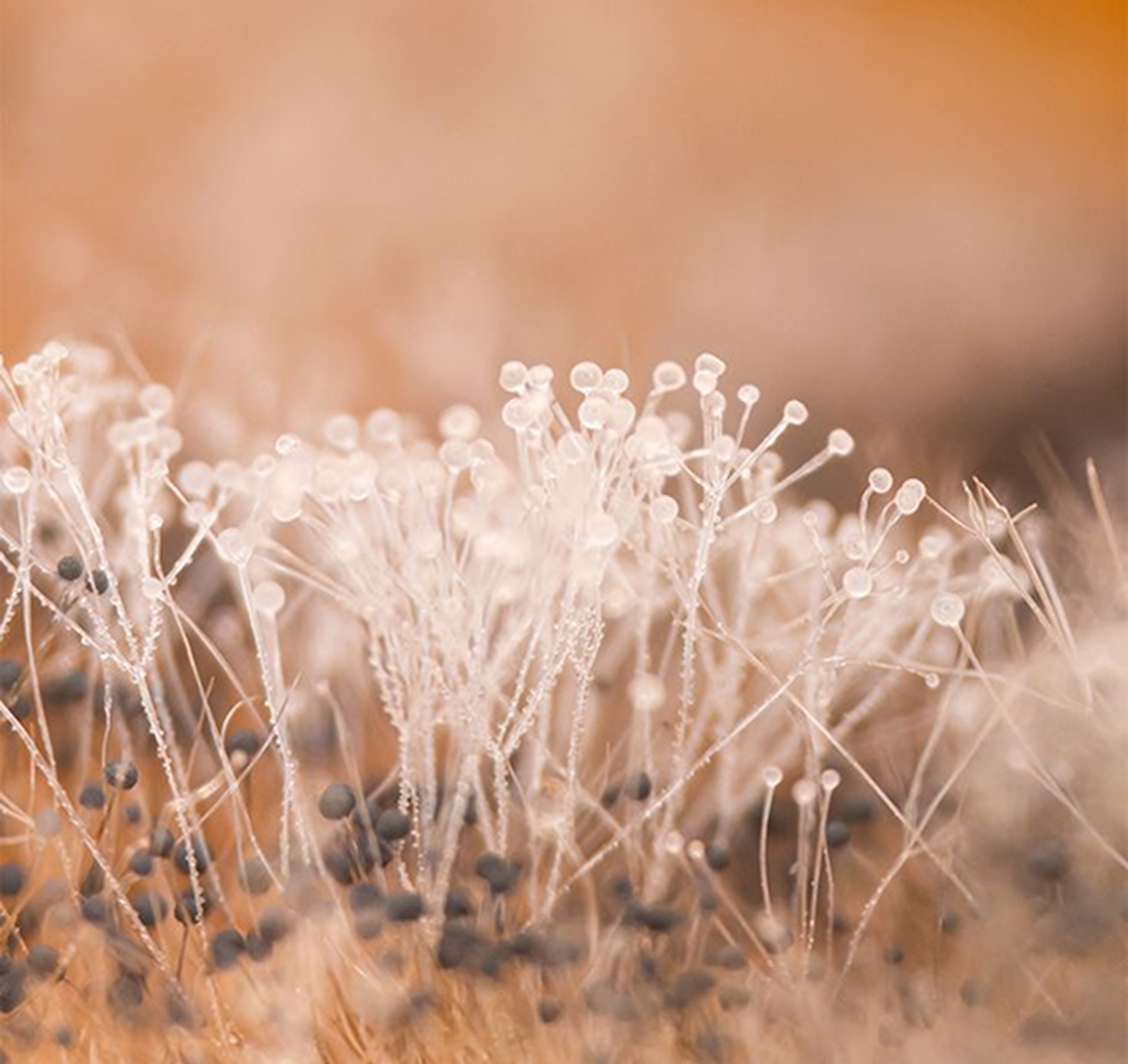 Microscopic view of a landscape of growing fungi colossal.