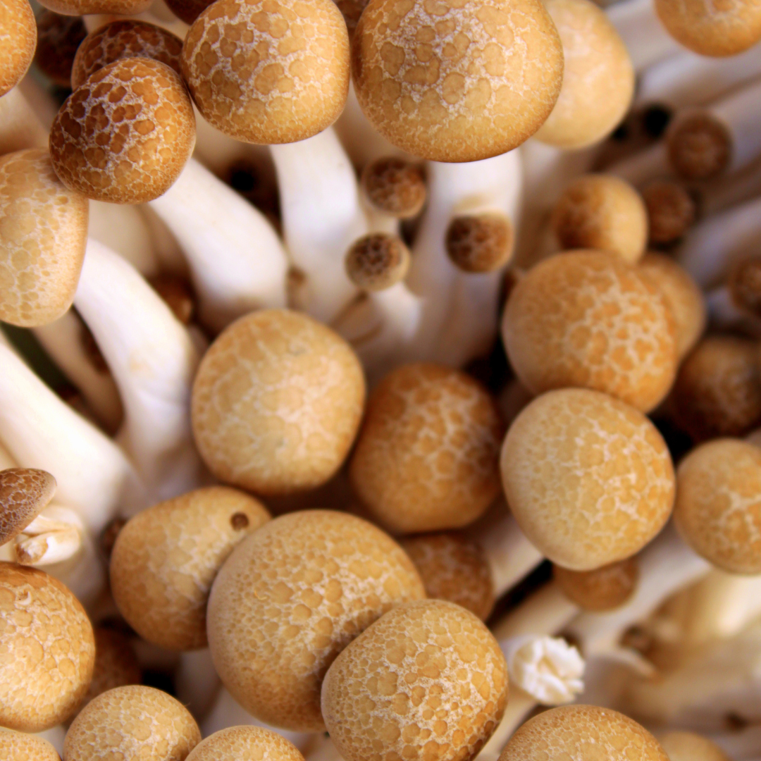 Brown mushrooms with white stems