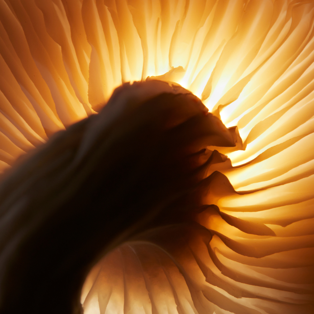 Mushroom with a warm, glowing light