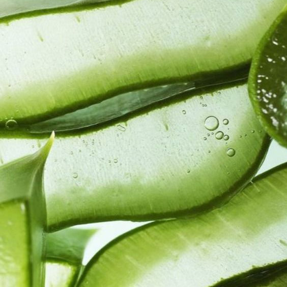 Aloe vera leaves with water droplets on a light green background