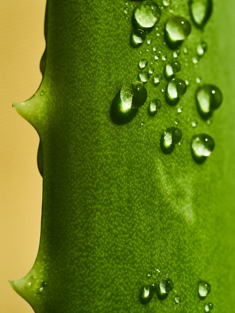 Piece of aloe vera with water droplets