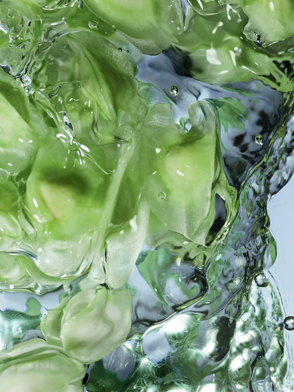 Close up of the moringa with water