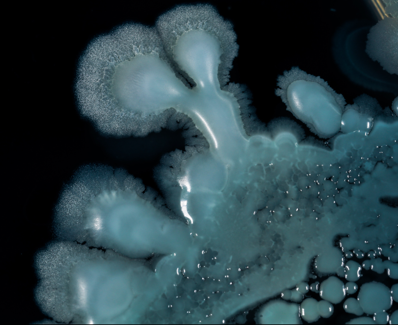  A close-up image of a blue and white microorganism, emphasizing its spherical shape and vibrant color contrast.