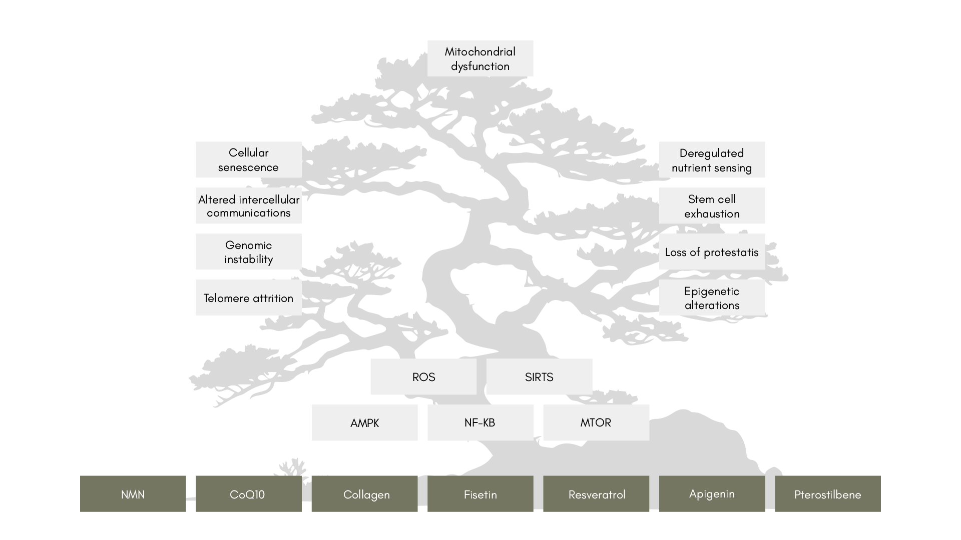 Hallmarks for better aging